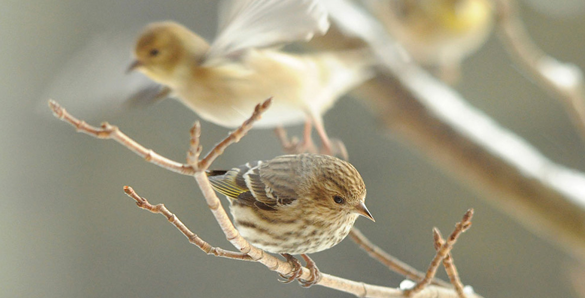 Pine Siskin and American Goldfinch